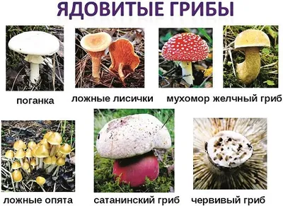 Выглядят аппетитно и вкусно пахнут: Эксперты назвали ядовитые грибы,  которые можно принять за съедобные