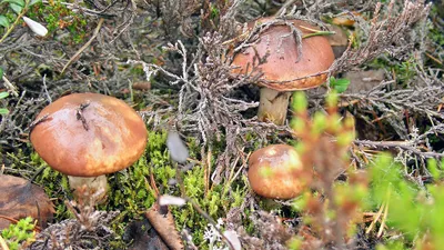 Справочник грибника: ядовитые грибы и ягоды Нижегородской области |  Информационное агентство «Время Н»