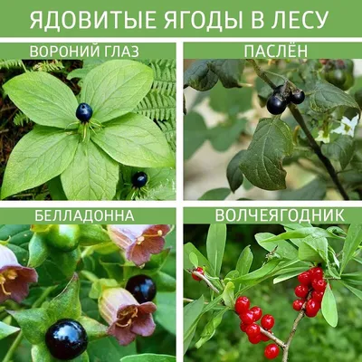 Не ешьте сами и детей научите: самые опасные "ягоды" средней полосы |  Полезно (Огород.ru)