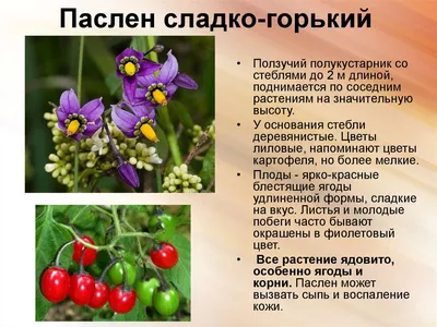 Опасные «вкусняшки». Ядовитые лесные ягоды. Памятка для детей и взрослых /  Хабр