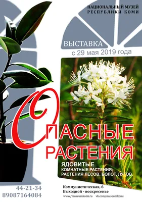 Ядовитые растения: какие комнатные цветы могут вызвать аллергию или ожог