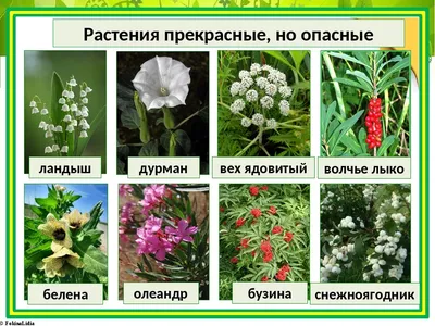 Ядовитые цветы, фото — Ядовитые растения в саду, огороде и на даче, советы  — какие цветы ядовиты | Houzz Россия