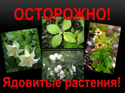 ЯДОВИТЫЕ РАСТЕНИЯ | Постапокалипсис. Выживание. | Дзен