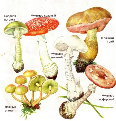В Сочи разрослись краснокнижные ядовитые грибы. Ученые советуют не трогать  их