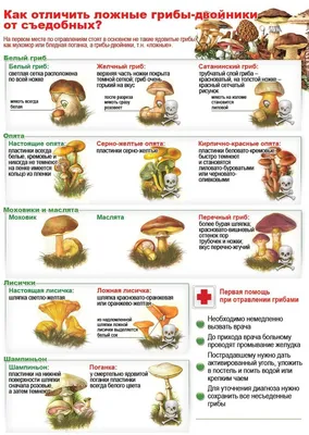 Отравления грибами: список ядовитых грибов Украины