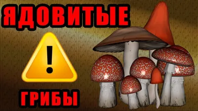 Съедобный или ядовитый?