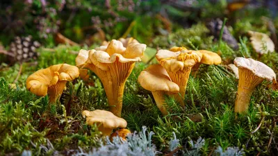 Набор съедобных и ядовитых грибов на белом фоне . Стоковая иллюстрация  ©Nataljacernecka #163819266