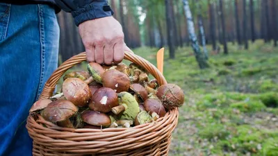 Фото: Как отличить съедобные грибы от ядовитых?