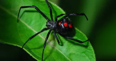 Ядовитых пауков картинки