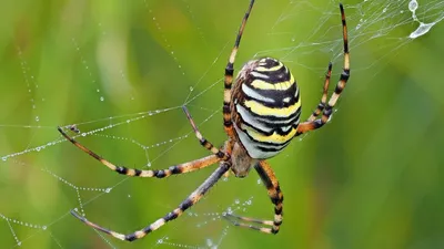 Осторожно: ядовитые пауки! » Новости Одессы | ГРАД