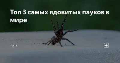 Топ 3 самых ядовитых пауков в мире | ТОП 3 | Дзен