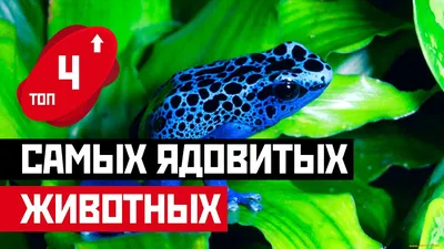 7 самых опасных животных в мире. Некоторые выглядят вполне добродушно | РБК  Life