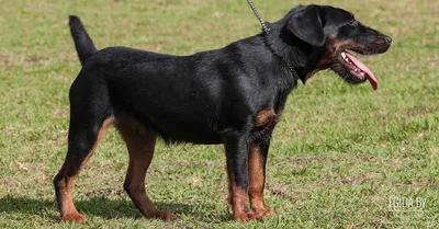 Немецкий ягдтерьер (Deutcher Jagdterrier) (Породы собак) ягдтерьер фото,  ягдтерьер купить, щенки ягдтерьера, ягдтерьер видео, собака ягдтерьер,  порода ягдтерьер, немецкий ягдтерьер, купить щенка ягдтерьера Энциклопедия  о животных 