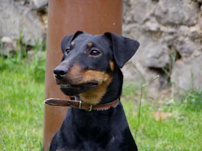 Фотографии к статье: Немецкий ягдтерьер (Deutscher Jagdterrier) / Советы по  уходу и воспитанию породы собак, описание собаки, помощь при болезнях,  фотографии, дискусии и форум.