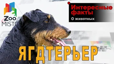 Ягдтерьер 63 картинки