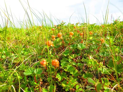 Морошка / Rubus chamaemorus - World of Berries