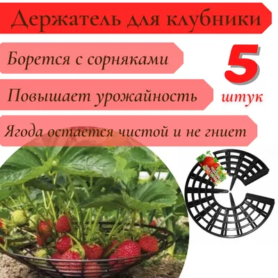 Клубника, Земляника, Виктория - три названия одной ягоды. Выясняем, как  правильно. | Записки цветовода | Дзен