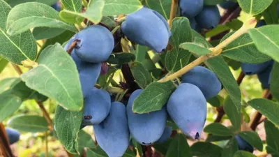 Ягода Жимолость - «Первая летняя ягода с моего участка – Жимолость. 🌿🌿Чем  полезна и что из неё можно приготовить. » | отзывы