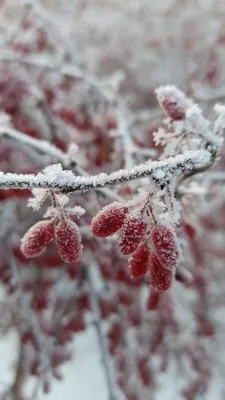 Постер Ягоды в снегу