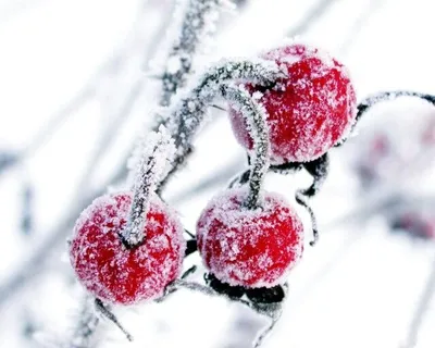ягоды в снегу — конкурс "Зима в лесу (профи)" — Фотоконкурс.ру