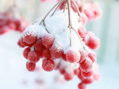 Красные ягоды в снегу