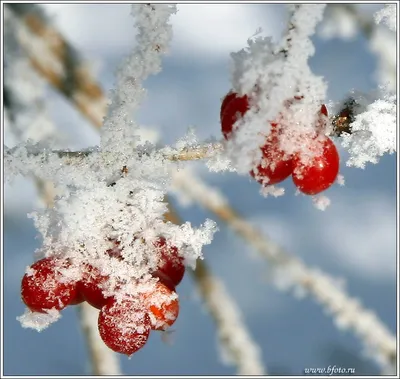 Красные ягоды в лесу зимой - 57 фото