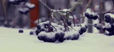 красные ягоды в снегу Бесплатная фотография - Public Domain Pictures