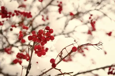 Ягоды на снегу | Winter fruit, Bright winter, Cherries in the snow