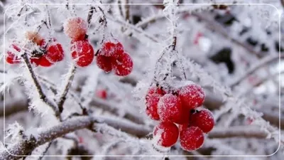 Клубника на снегу,гиперлионизм,четкие…» — создано в Шедевруме