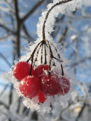 Хрустальные фрукты ягоды на снегу» — создано в Шедевруме