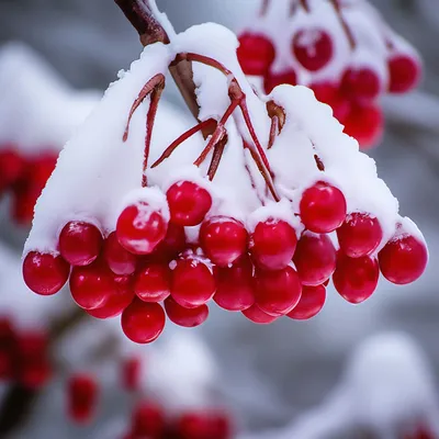 природа, зима, первый снег, красные ягоды, плоды, калина | Winter nature,  Red berries, Berries