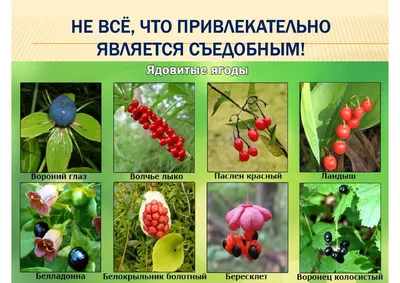 11 Бесплатных Карточек Ягоды на Русском | PDF