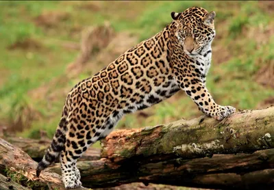 ЯГУАР - ИНТЕРЕСНЫЕ ФАКТЫ О ЖИВОТНЫХ / Jaguar animal - YouTube