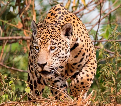 Ягуар (Panthera onca) - Vovanpain Z — КОНТ