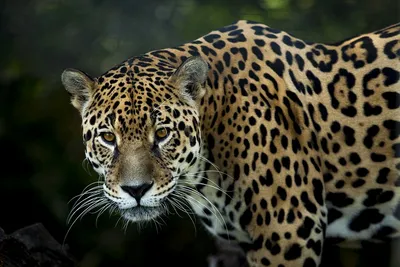 Ягуар (Panthera onca)