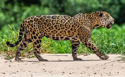 Ягуар — дикое животное, обитающее в америке. | Премиум Фото