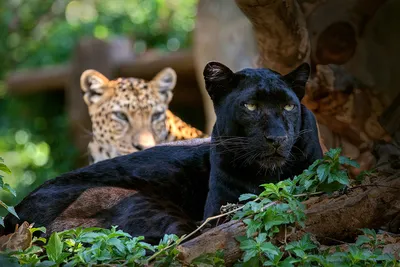 Pin von Николай Александрович auf ЖИВОТНЫЕ. | Jaguar tier, Regenwald tiere,  Ausgestopftes tier