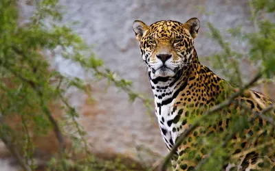 Скачать обои ягуар, животное, jaguar, animal разрешение 1280x720 #243283