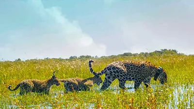 Ягуар (Panthera onca)