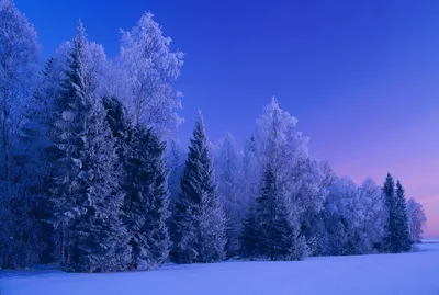 🌺 FLORI генерирует природу утро …» — создано в Шедевруме