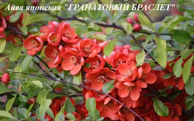 Айва японская (Chaenomeles japonica) | Ракита. Питомник растений