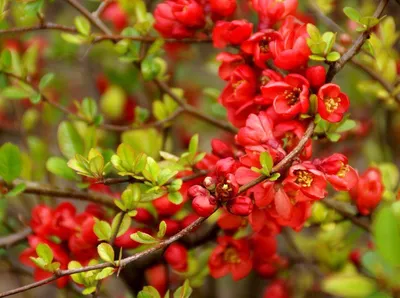 Arboretum Айва Японская или Хеменомелес