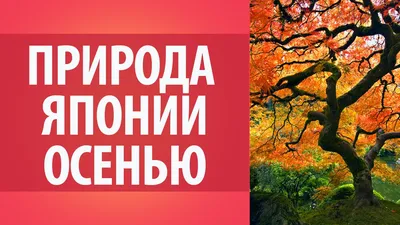 Картина на холсте Сакура Япония Природа вишня (6) 40х60 см - купить по  низкой цене в интернет-магазине OZON (1164555495)