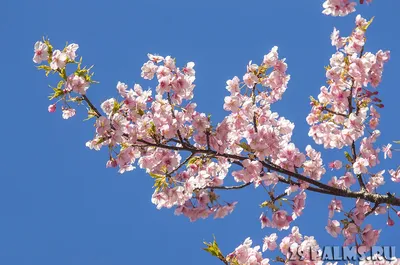 Розовые японские цветы - 77 фото