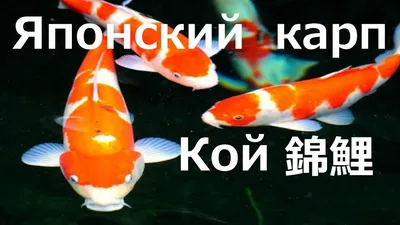 ФотографиЯ : Японский карп Кои (Japanese Koi Fish)