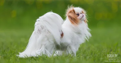 Японский хин (Japanese Chin) (Породы собак) Энциклопедия о животных 