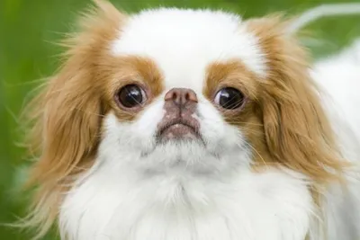 Файл:Japanese Chin  — Википедия