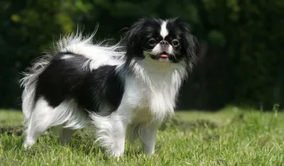 Японский хин (Japanese Chin) - порода умная, игривая и веселая. Описание,  фото и отзывы о собаке.