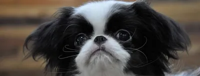 Японский хин (Japanese Chin) - порода умная, игривая и веселая. Описание,  фото и отзывы о собаке.