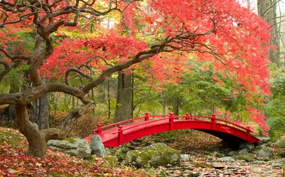 Японский сад Краснодар | Пикабу